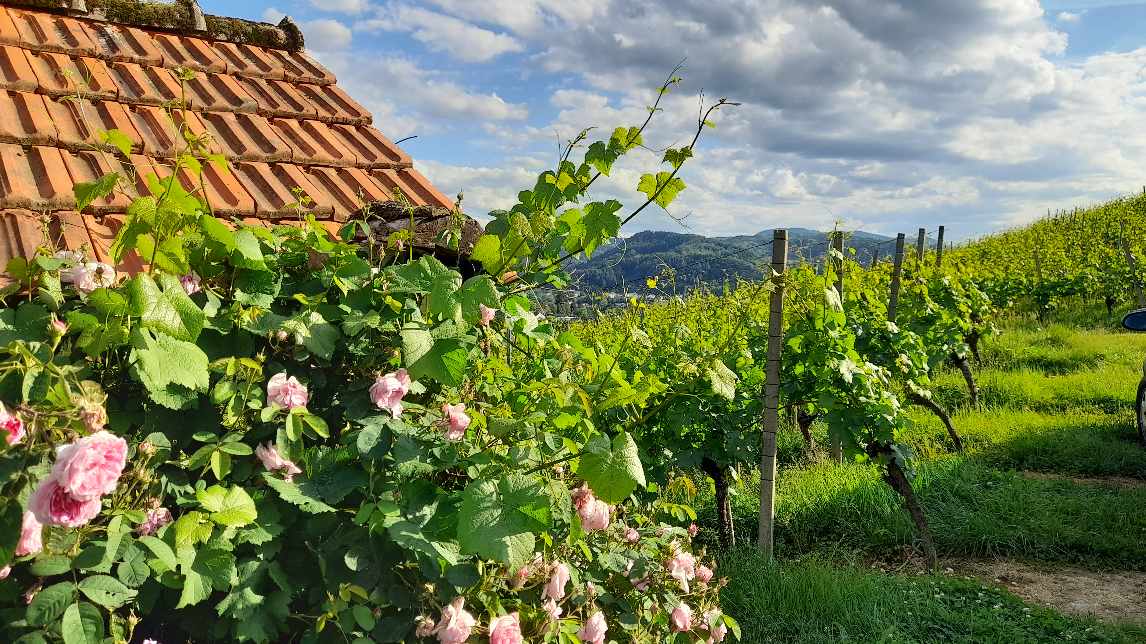 Frühlingserwachen im Weinberg