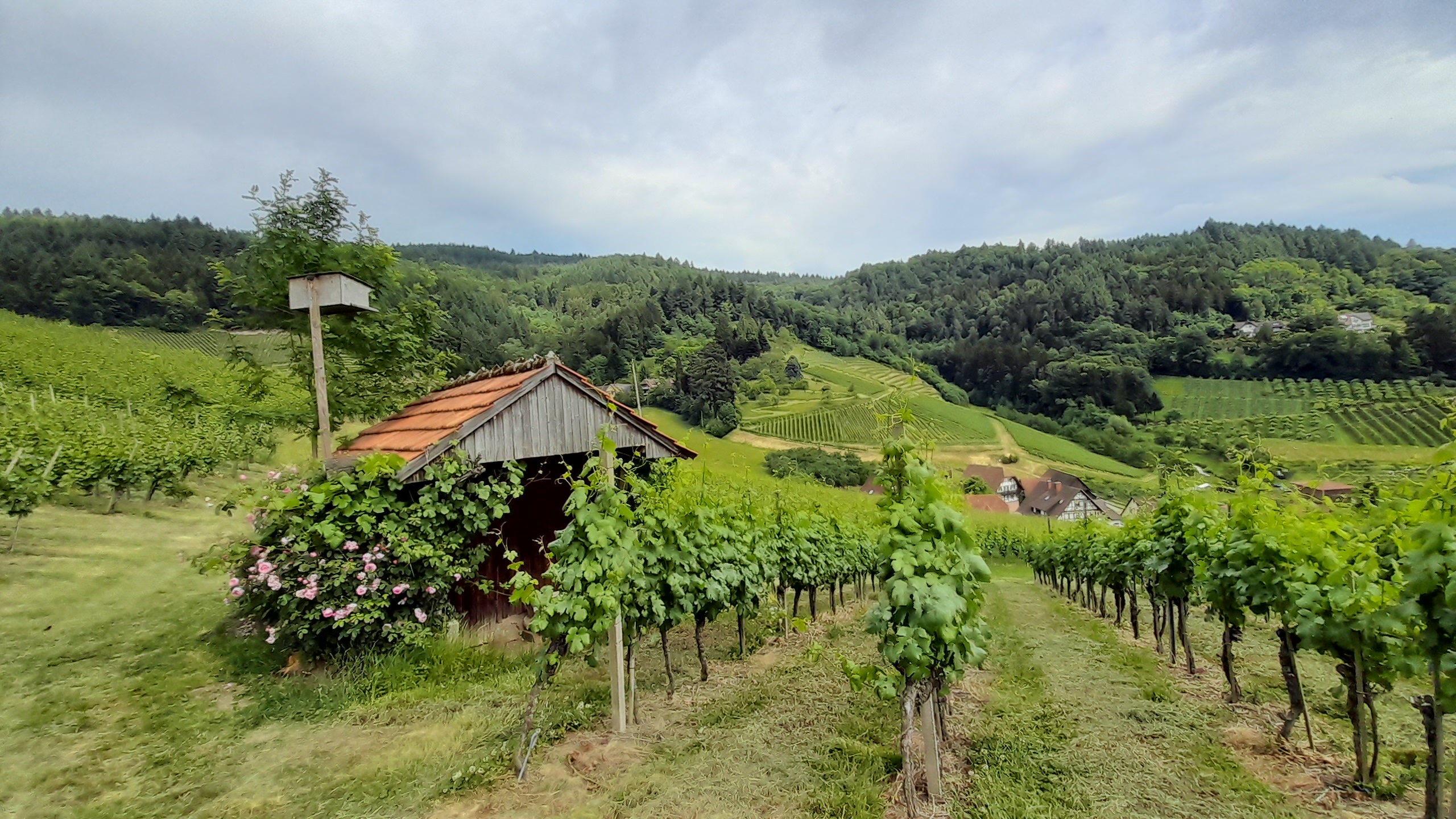 Frühlingserwachen im Weinberg