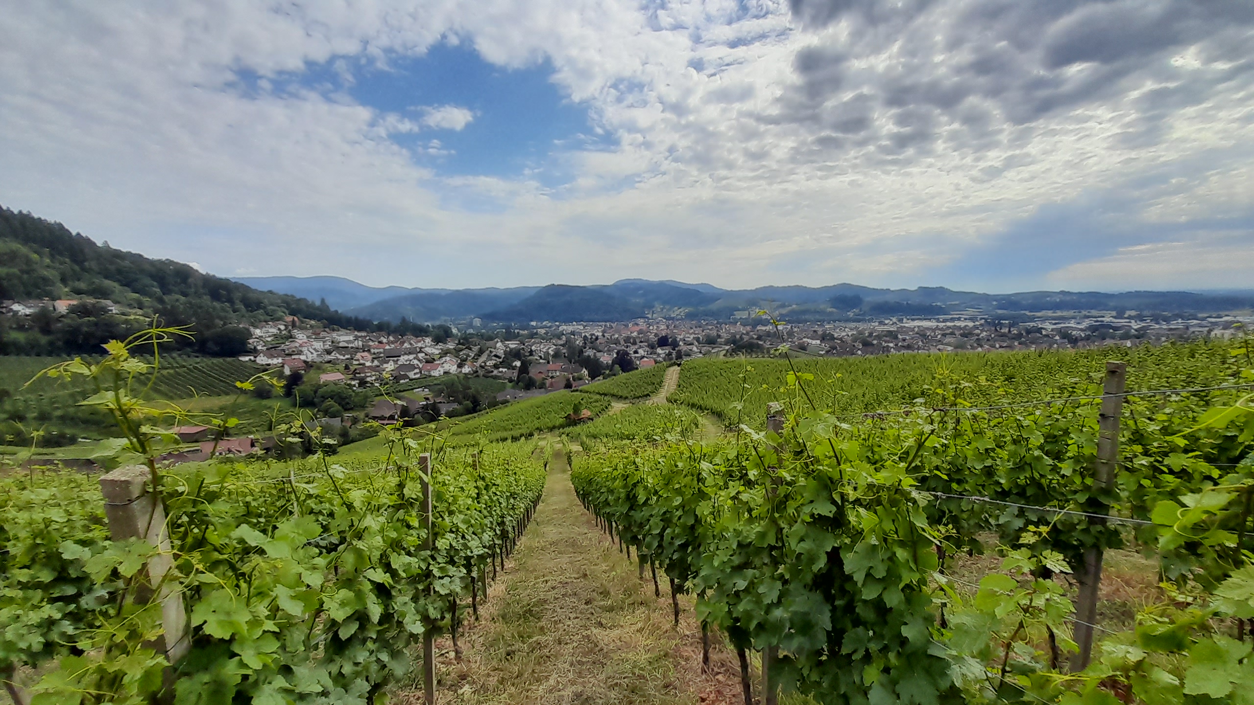 Frühlingserwachen im Weinberg