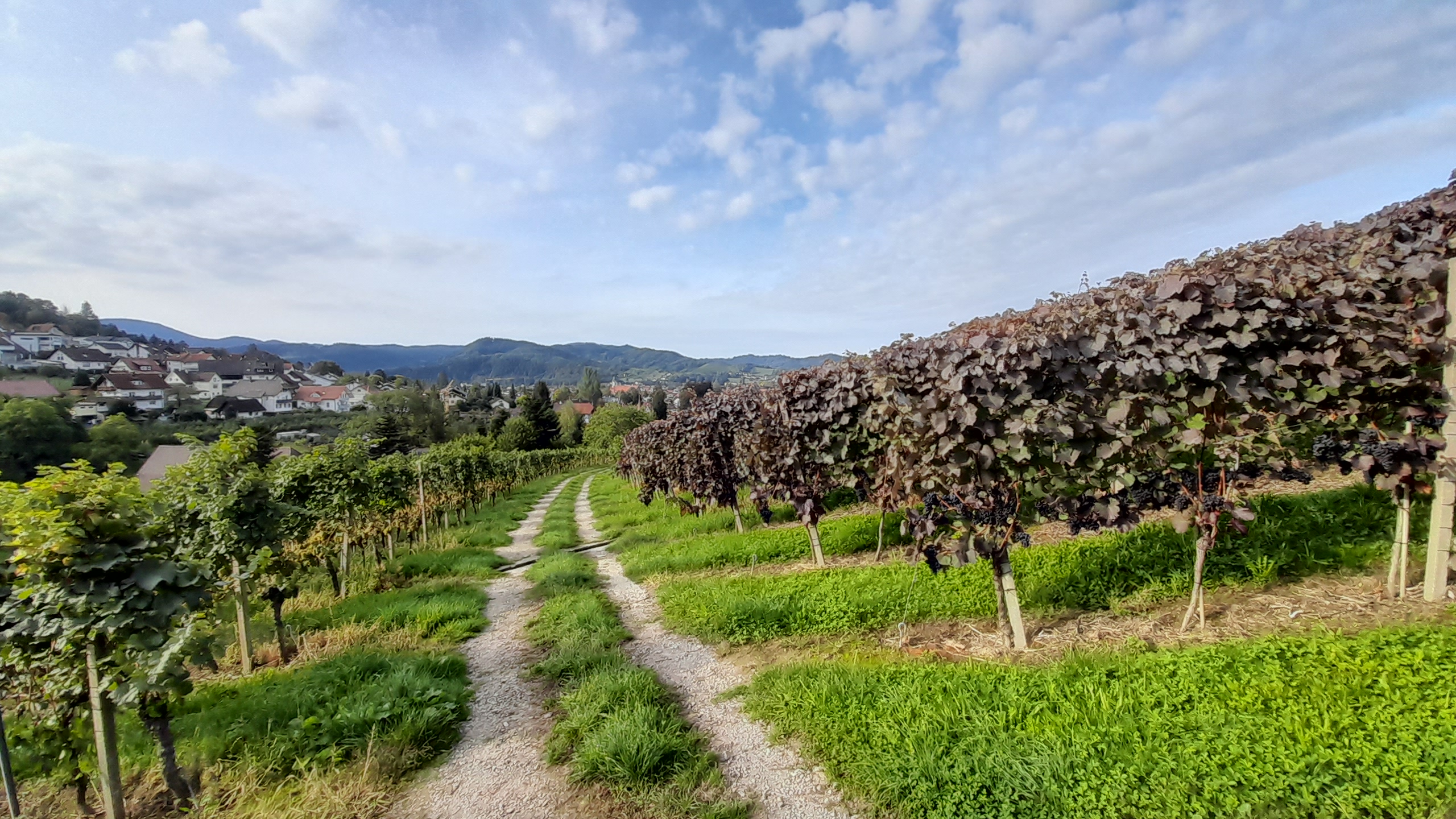 Weinbergspaziergang